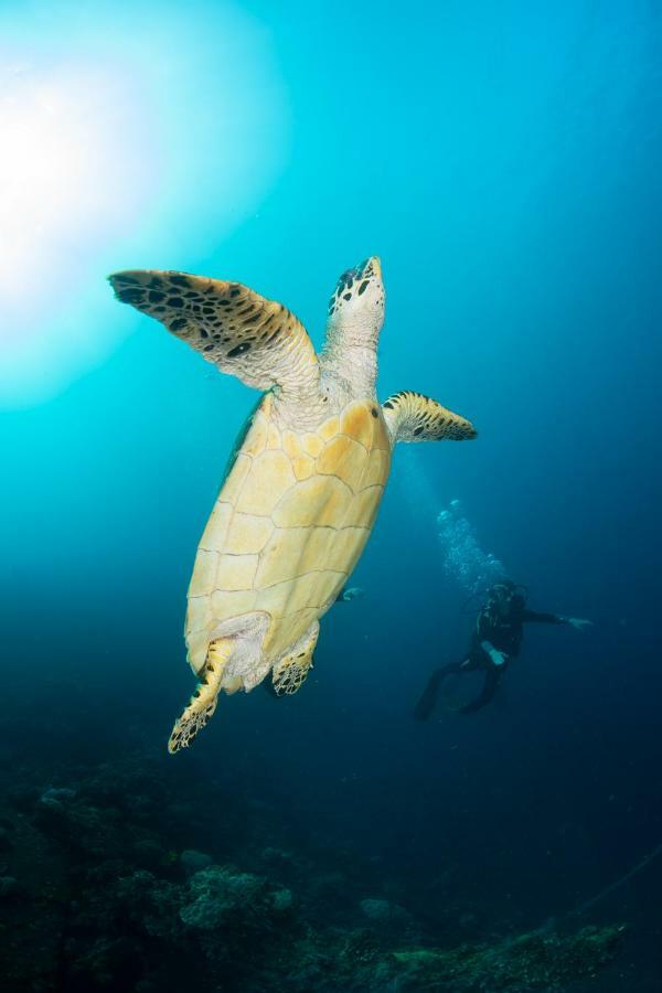 Bali Dive Resort Amed Εξωτερικό φωτογραφία