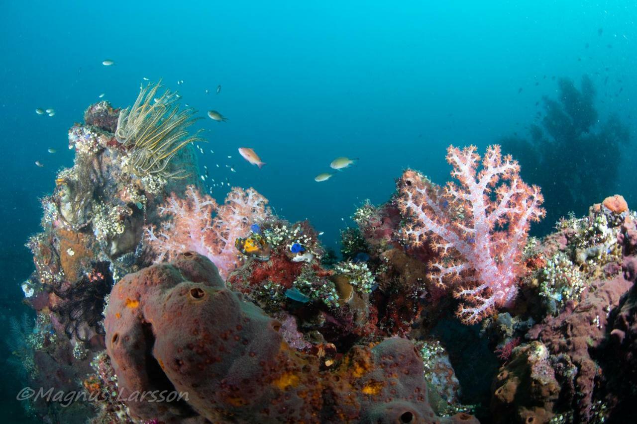 Bali Dive Resort Amed Εξωτερικό φωτογραφία